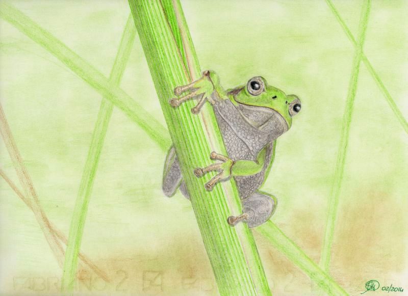 Matite colorate - Raganella